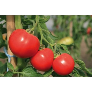Rote, reife Grow by OBI Tomaten (Sorte Rund) an der Pflanze im Garten.