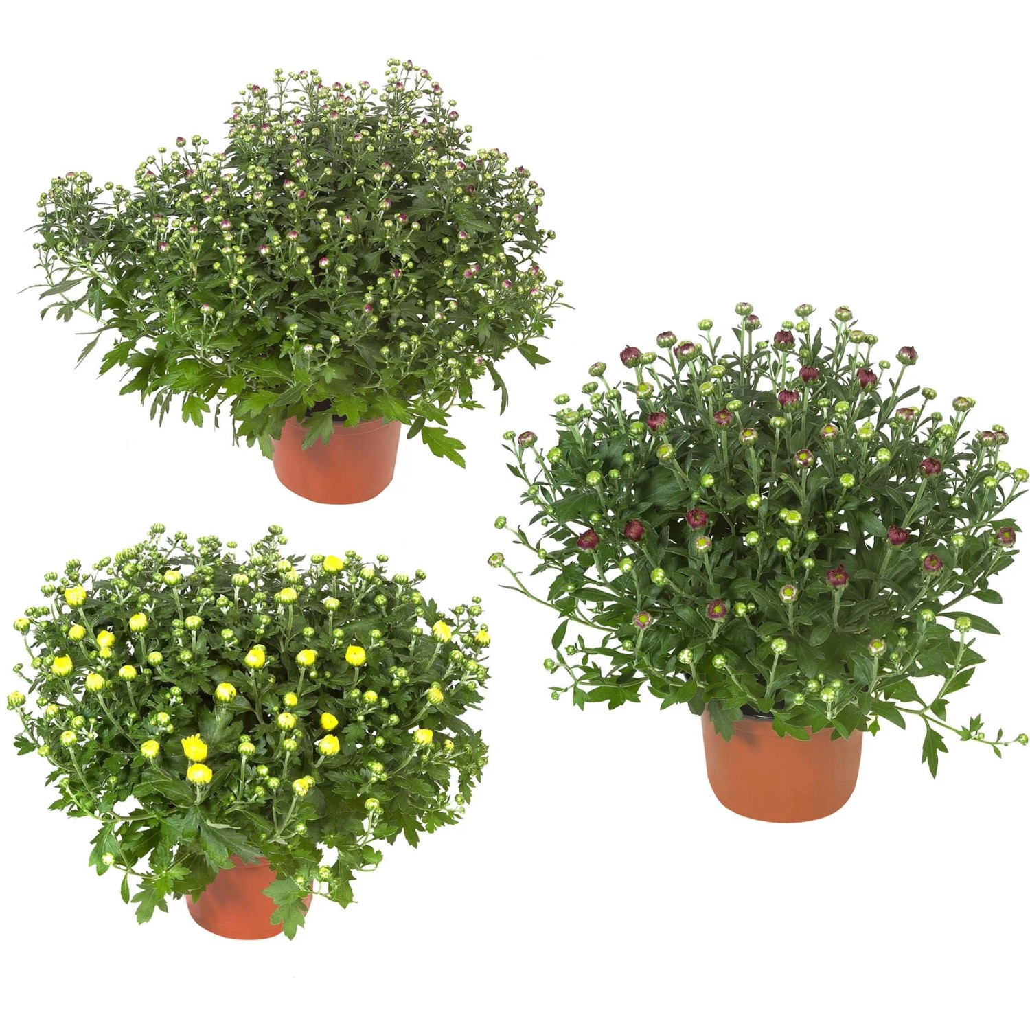 Drei Herbst-Chrysanthemen im Topf mit Blüten in Gelb, Rot und Weiß. Chrysanthemum indicum.
