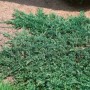 Blaugrüner Kriechwacholder 'Wiltonii' (Juniperus horizontalis), ideal als Bodendecker für Steingärten.