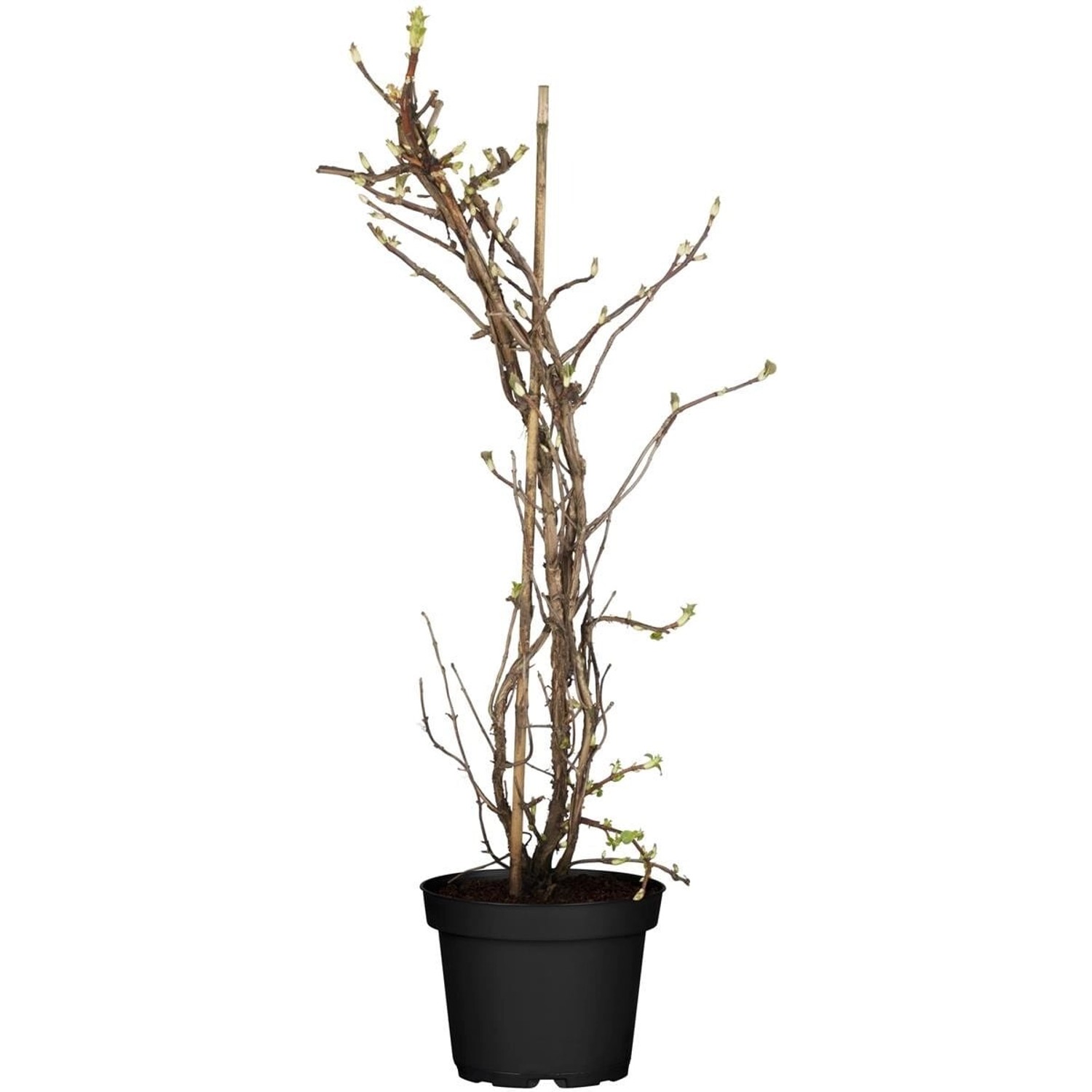 Hydrangea Petiolaris Kletterhortensie 40–60 cm günstig online kaufen