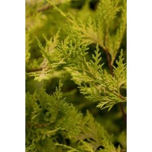 Goldgelbe Cupressocyparis leylandii 'Castlewellan Gold' Heckenpflanze, Detailaufnahme der Nadeln.