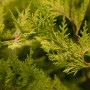 Goldgelbe Cupressocyparis leylandii 'Castlewellan Gold' Heckenpflanze, Detailaufnahme der Nadeln.
