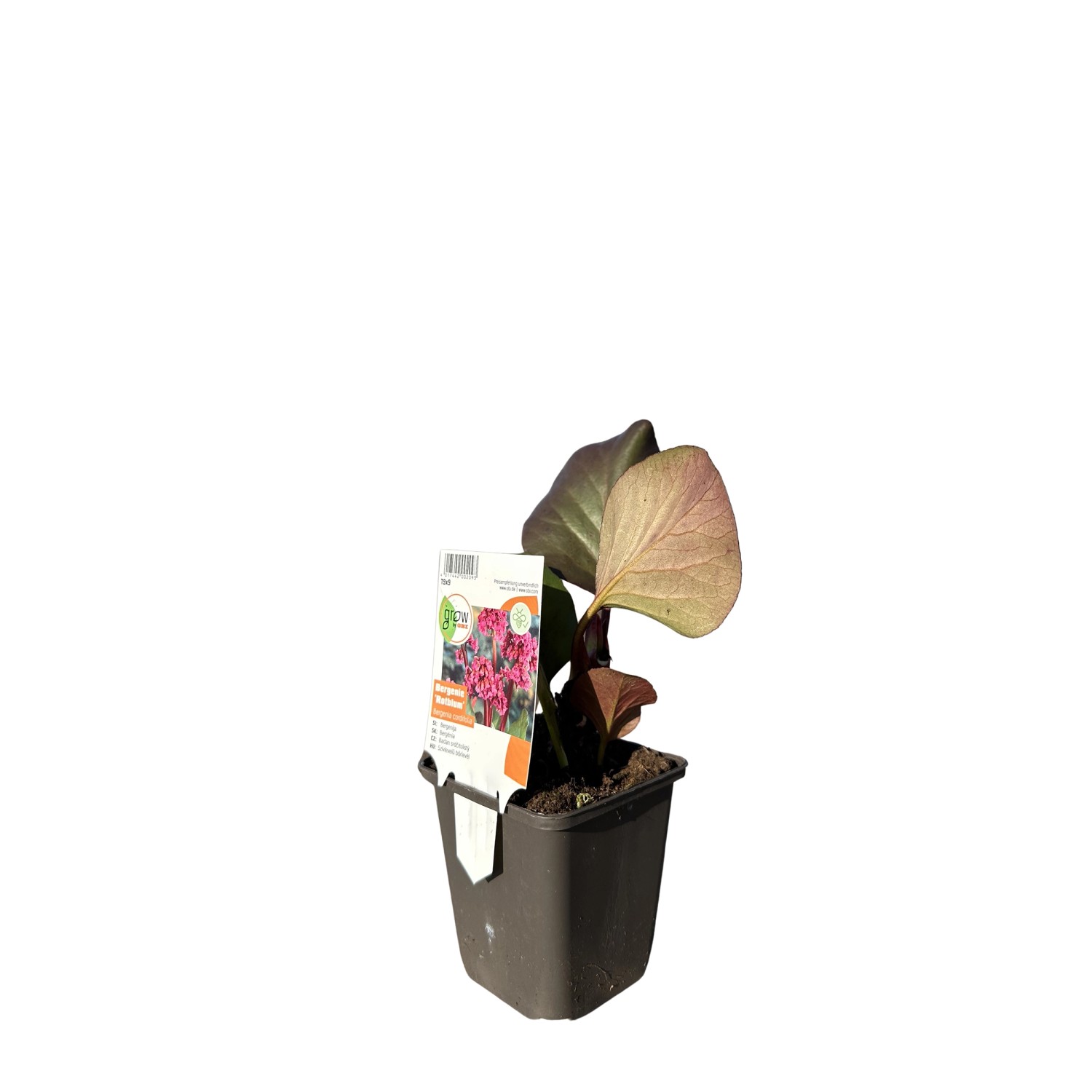 GROW by OBI Garten-Bergenie Rotblum Rot Topf-Ø ca. 9 cm x 9 cm Bergenia