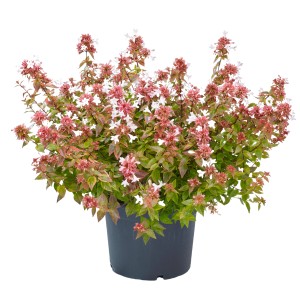 Abelie Lady Summerdream im Topf: Wintergrüner Strauch mit rosa-weißen Blüten, ca. 20-30 cm hoch.