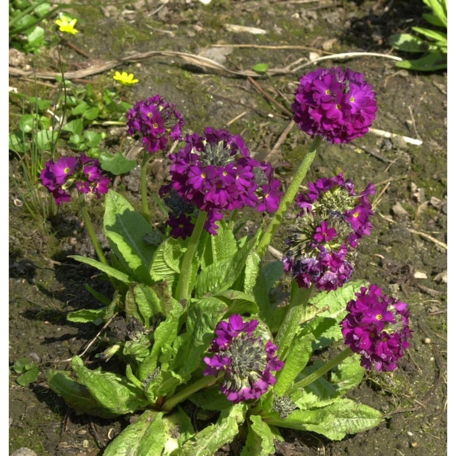 Kugelprimel Rubin - Primula denticulata günstig online kaufen