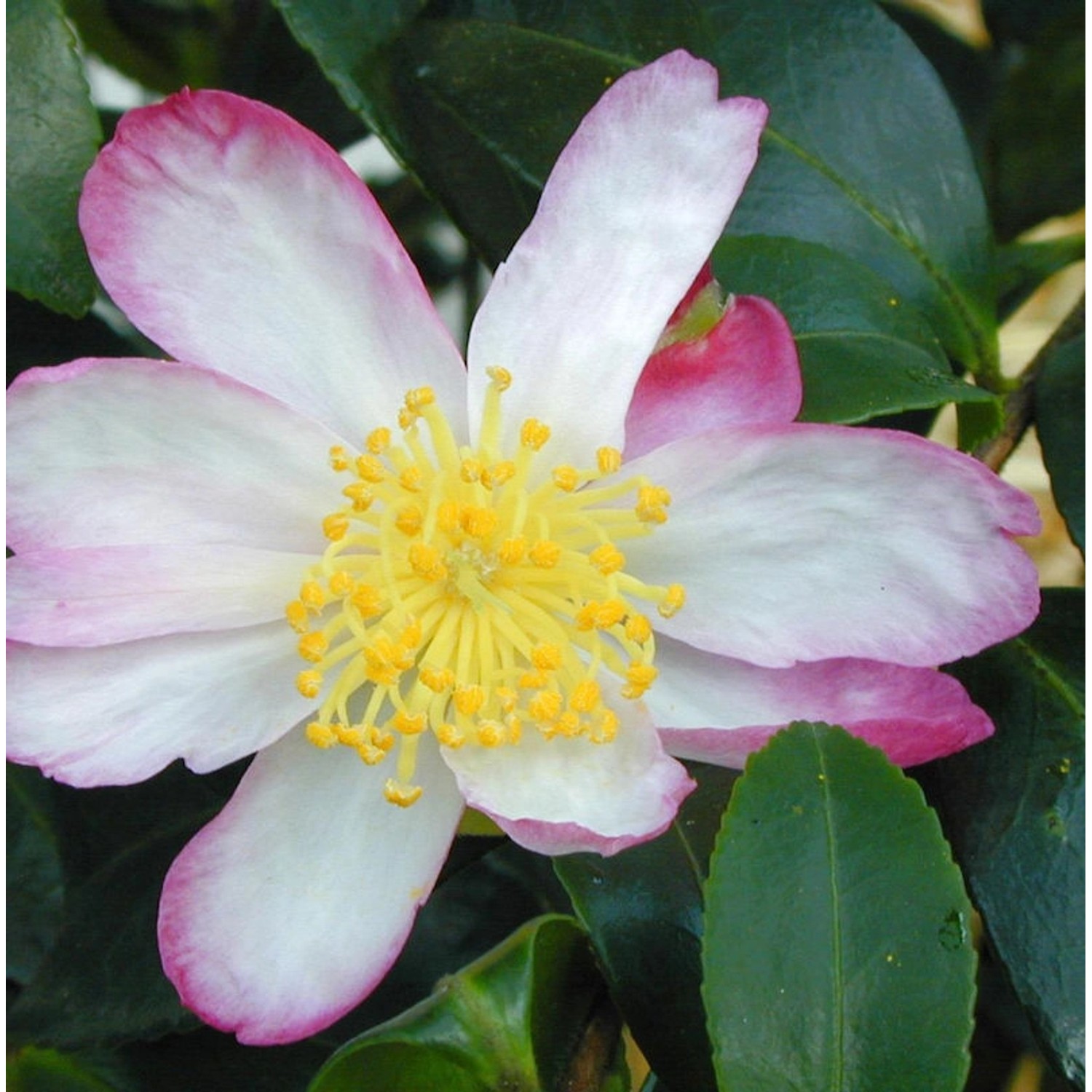 Herbstblühende Kamelie Rainbow 40-60cm - Camellia sasanqua günstig online kaufen