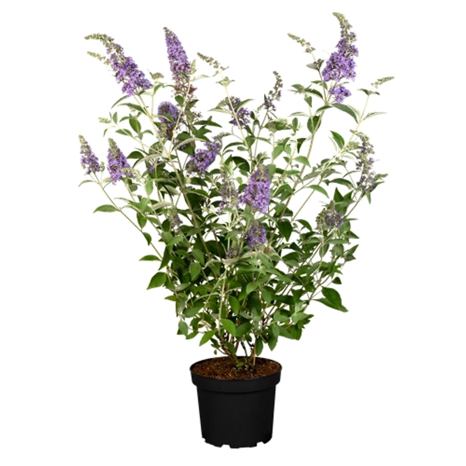 Buddleja 'Lochinch' Schmetterlingsstrauch 40-60 cm günstig online kaufen