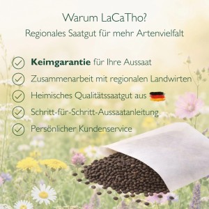 LaCaTho Blaukissen Samen (Aubrieta): Keimgarantie, Qualitätssaatgut aus Deutschland. Samen auf Blumenwiese.