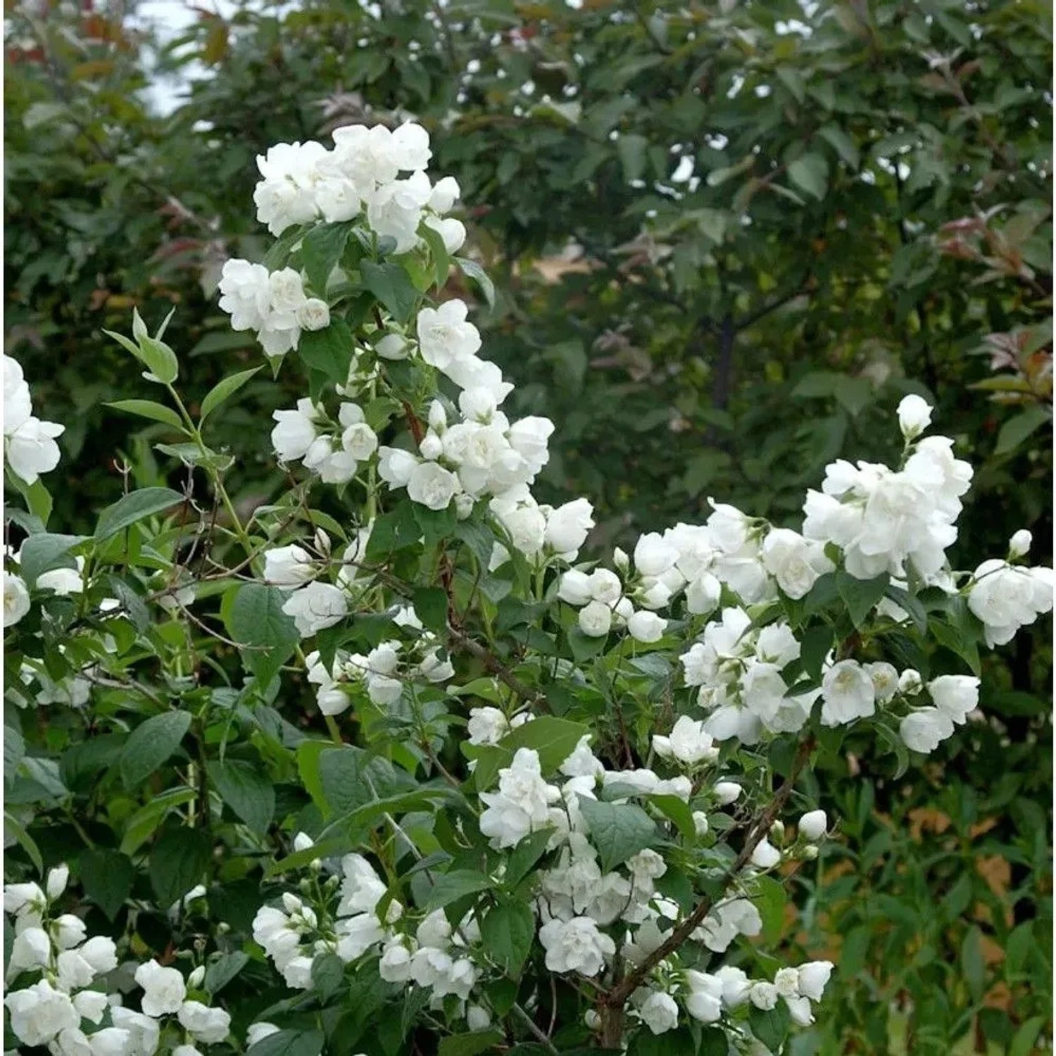 Gartenjasmin Silberregen 60-80cm - Philadelphus