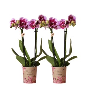 Kolibri Orchideen Combi Deal: 2 rosa-lila Phalaenopsis Orchideen im 9cm Topf.