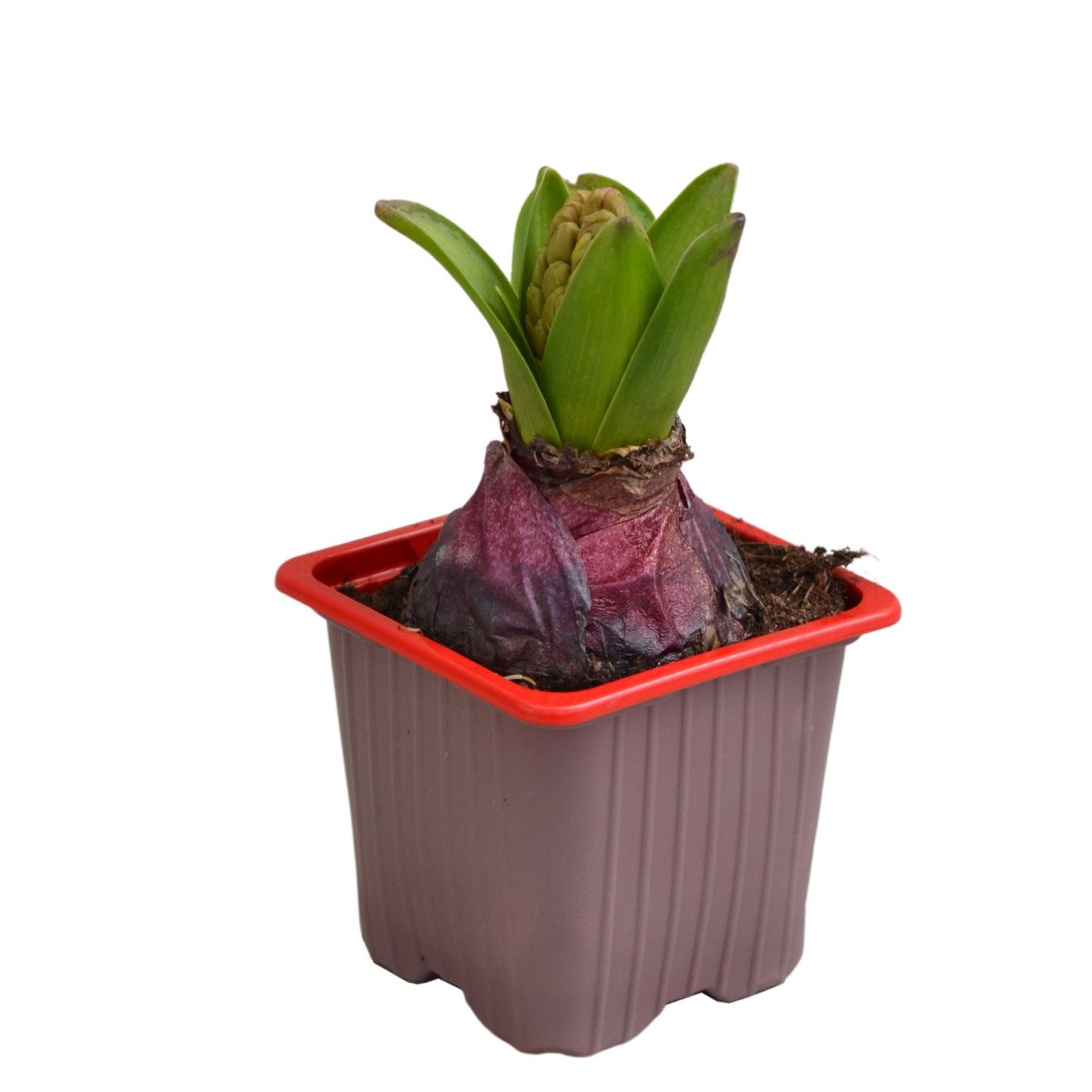 GartenHyazinthe Rot Höhe ca. 10 15 cm TopfØ ca. 9 cm Hyacinthus