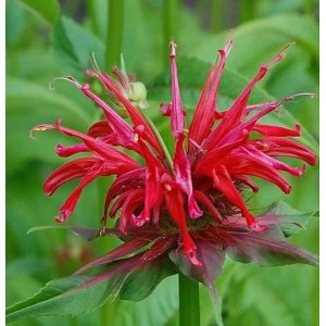 Nahaufnahme der roten Blüte der Indianernessel Jacob Cline (Monarda fistulosa).