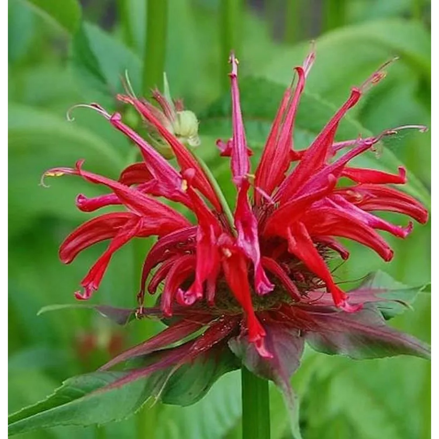 Indianernessel Jacob Cline - Monarda fistulosa