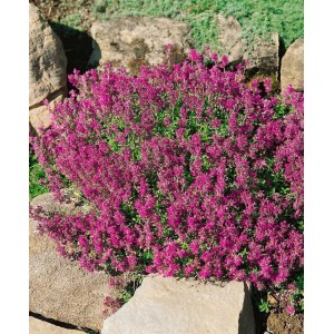 Rotblühender Sand-Thymian 'Creeping Red' als Bodendecker im Steingarten.
