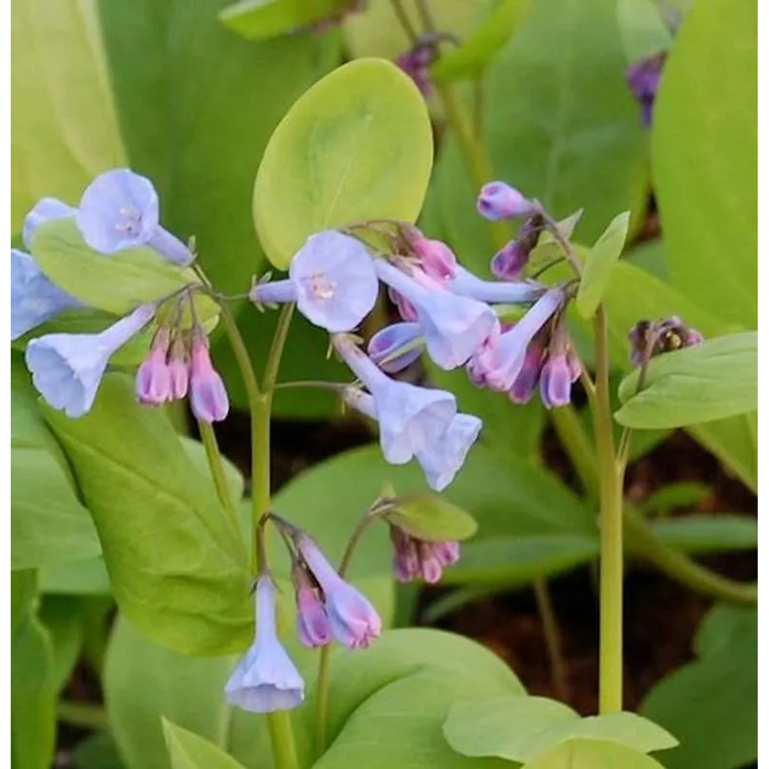 Blauglöckchen - Mertensia virginica