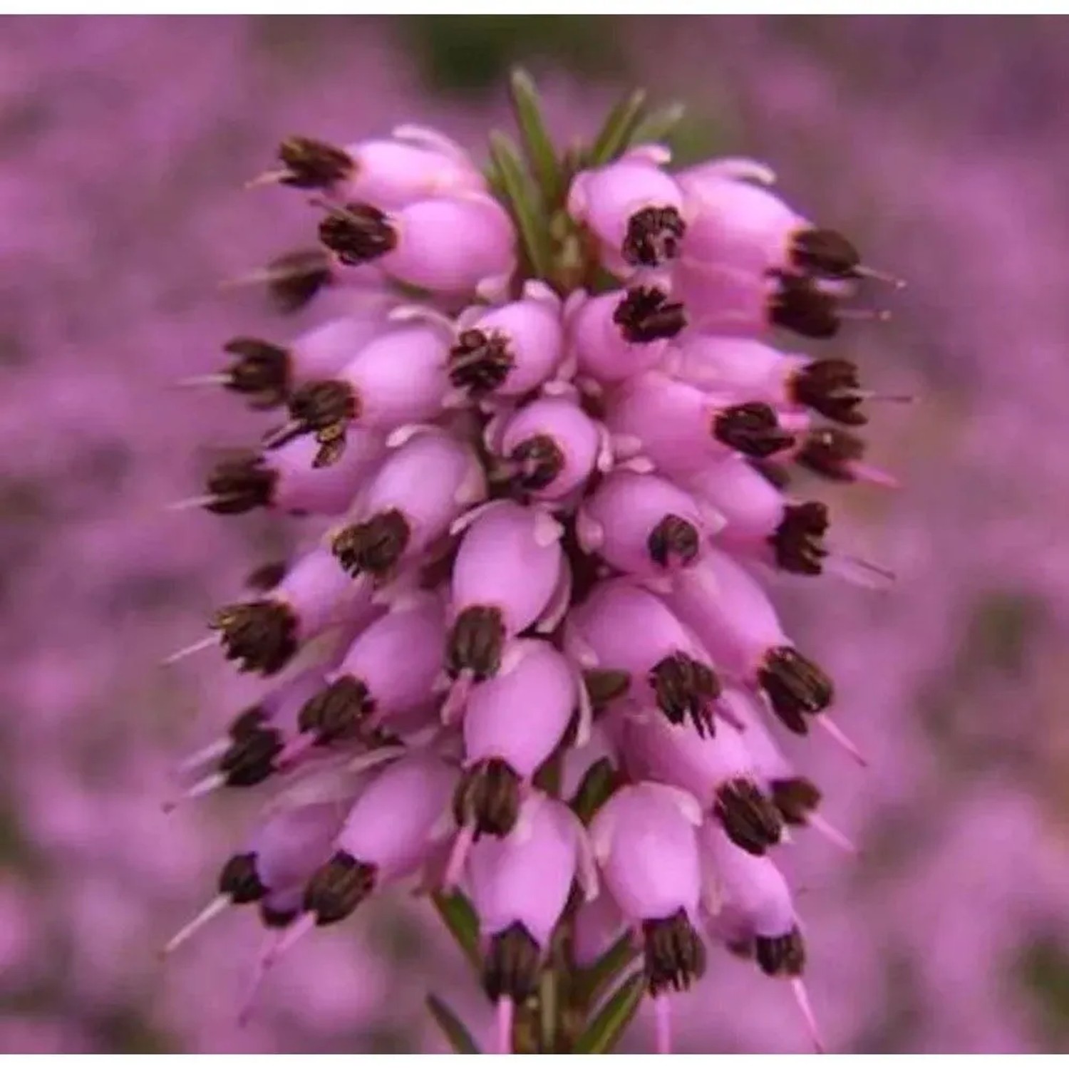10x Winterheide March Seedling - Erica carnea