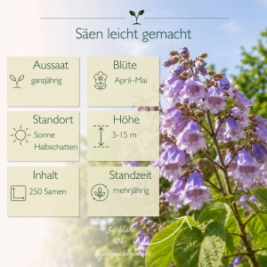 Blauglockenbaum Paulownia Tomentosa mit blauvioletten Glockenblüten. Infoboxen zeigen Aussaat, Blüte, Standort, Höhe der schnellwachsenden Samen.