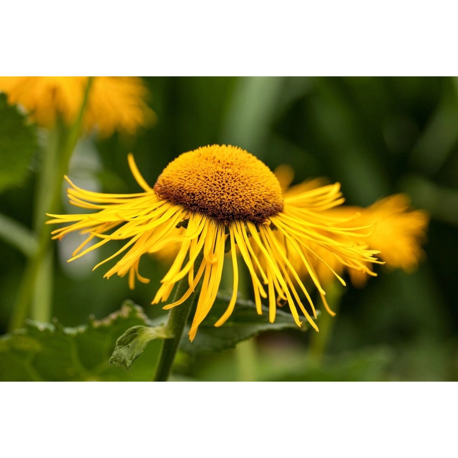 Telekia Speciosa Großes Ochsenauge Ca. 11x11 cm Topf günstig online kaufen