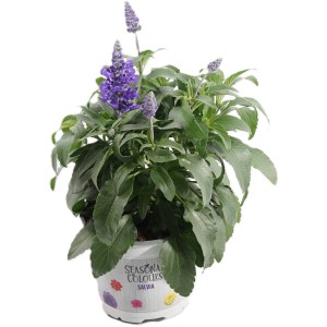 Ziersalbei (Salvia hybrid) im Topf, violette Blüten, grüne Blätter. Blühpflanze für Beet und Garten.