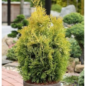 Goldener Lebensbaum 'Smaragd', 60-80 cm, Thuja occidentalis im Topf.