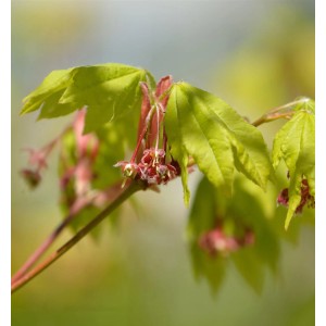 Weinblatt Ahorn (Acer circinatum) mit zarten Blüten und grünen Blättern.