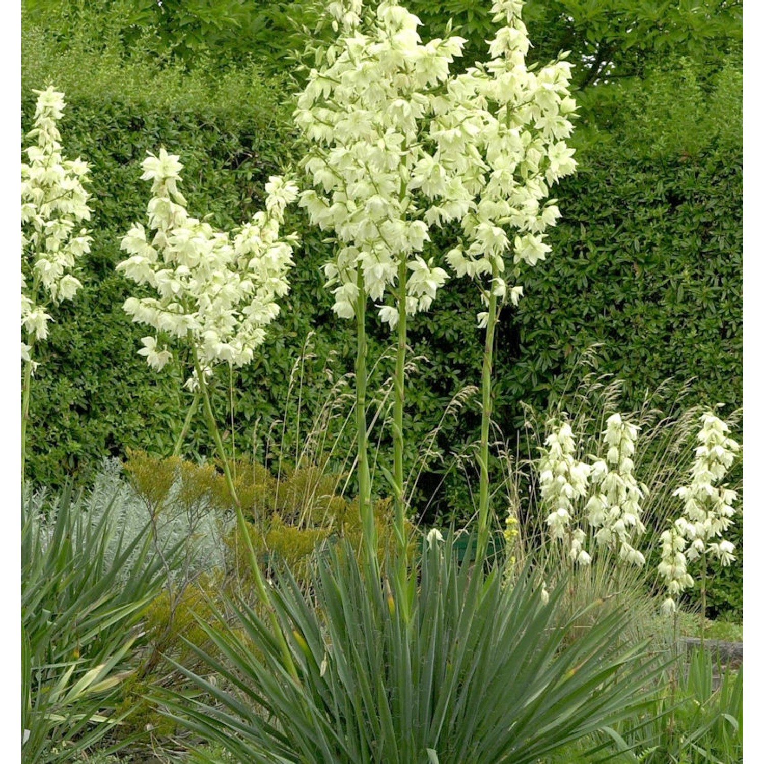 Palmlilie Elegantissima - Yucca filamentosa günstig online kaufen