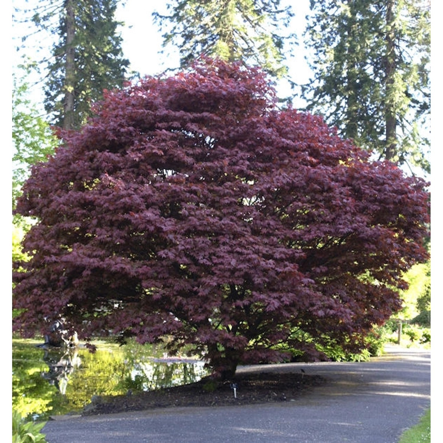 Roter Fächerahorn 40-60cm - Acer palmatum Atropurpureum günstig online kaufen