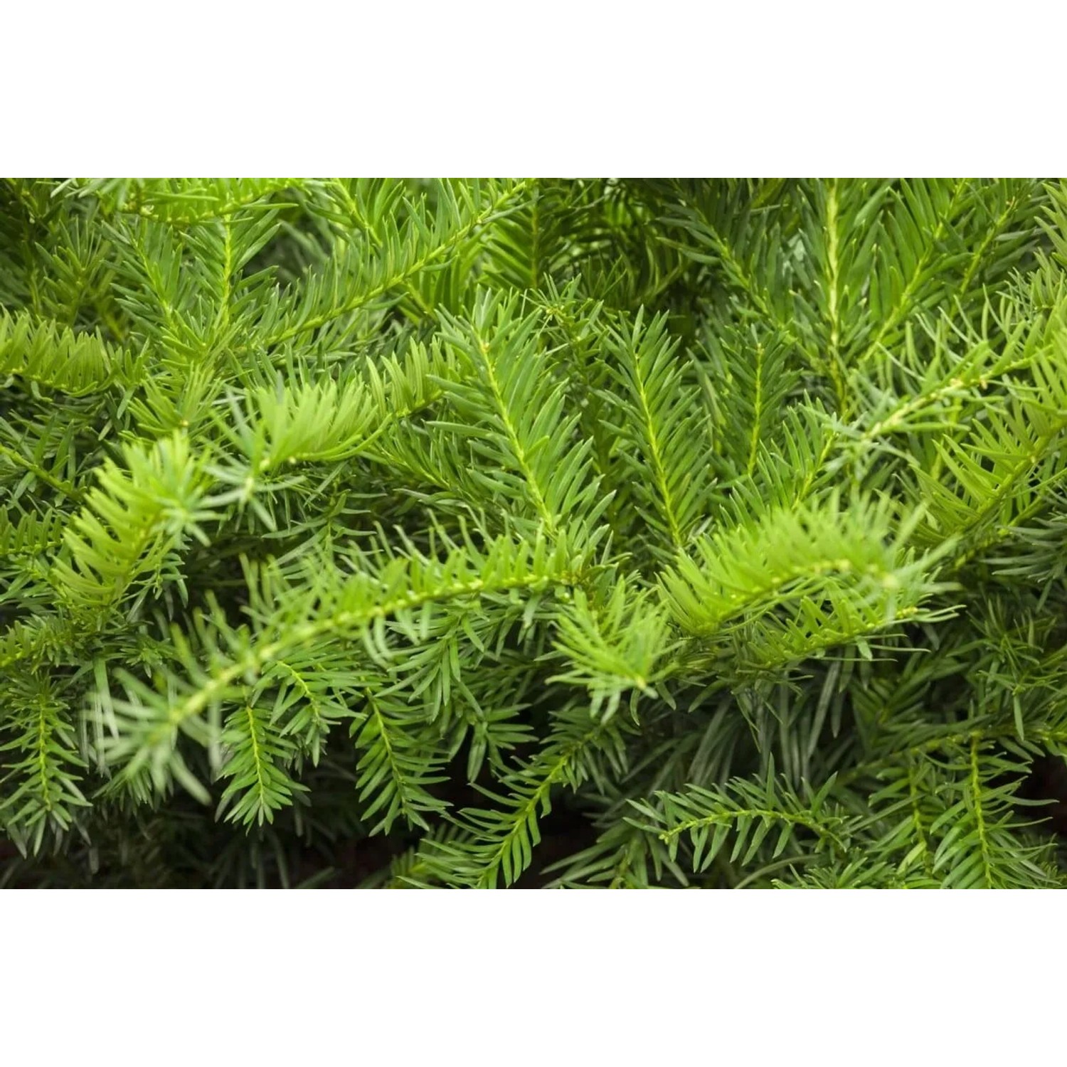 Pflanzen fr dich Taxus Baccata Repandens Bodendecker Eibe 40-50 cm kaufen  bei OBI