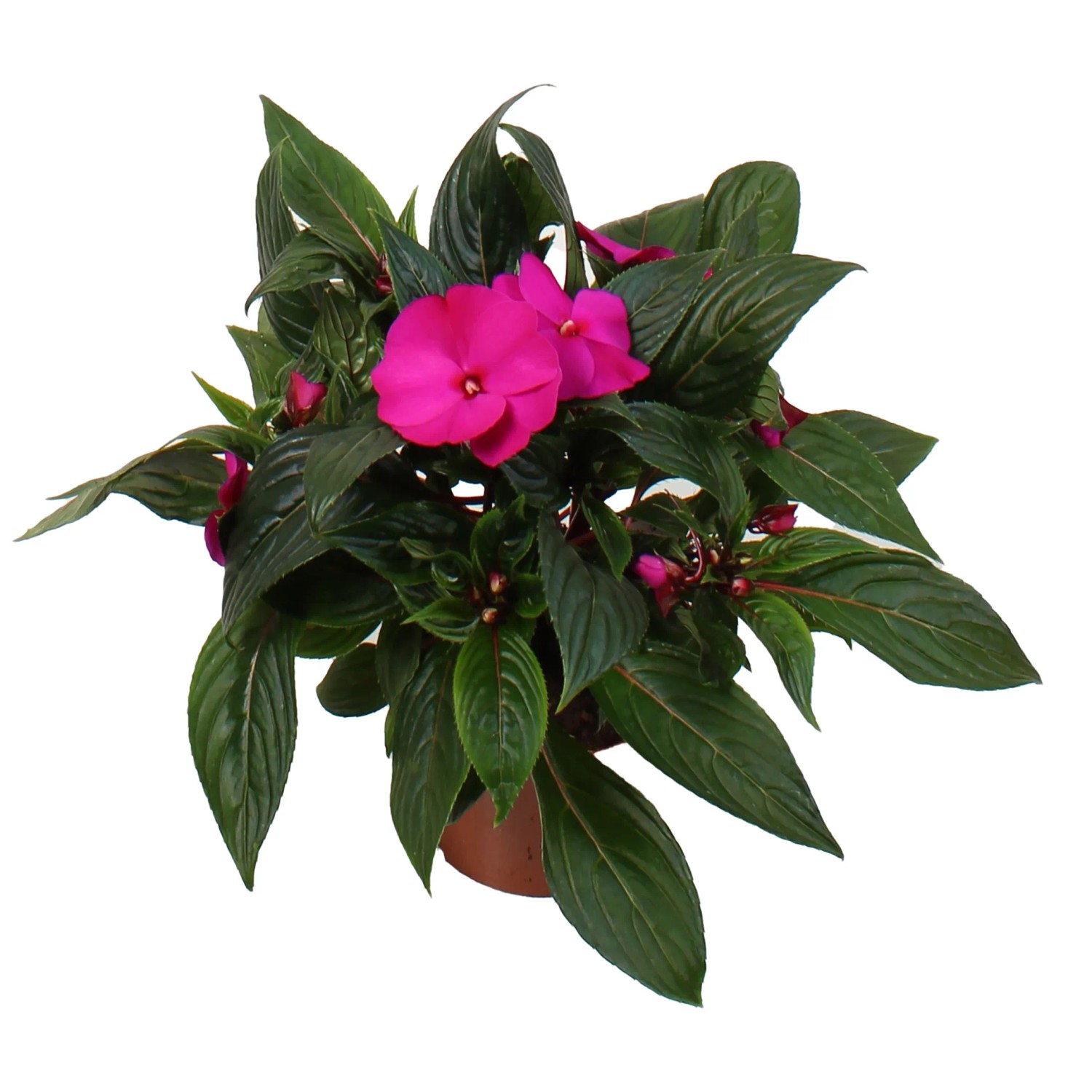 GROW by OBI Edellieschen mit pinken Blüten und grünen Blättern im Topf, ca. 55 cm hoch.