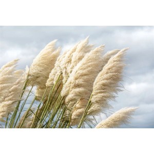 Silbrig-weißes Pampasgras Sunningdale Silver im Wind, dekoratives Ziergras für den Garten.