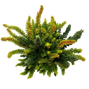 Grüne Besenheide 'Green Nature' im 11cm Topf, winterhartes Heidekraut mit verschiedenen Grüntönen.