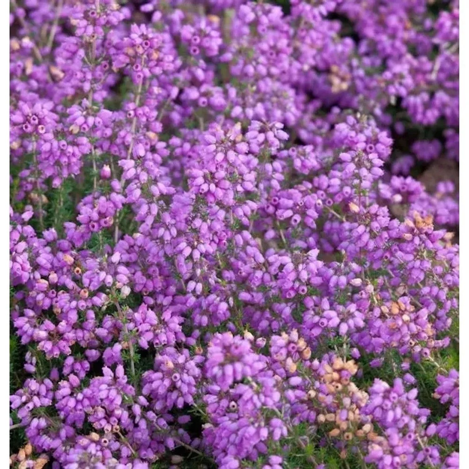 10x Grauheide Pallas - Erica cinerea
