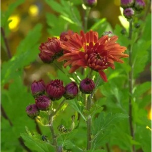 Nahaufnahme einer Winteraster 'Oktoberpracht' mit orangefarbenen Blüten und Knospen.