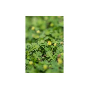 Braunes Fiederpolster (Leptinella squalida) als Bodendecker mit feinen, grünen Blättern und kleinen gelben Blüten.