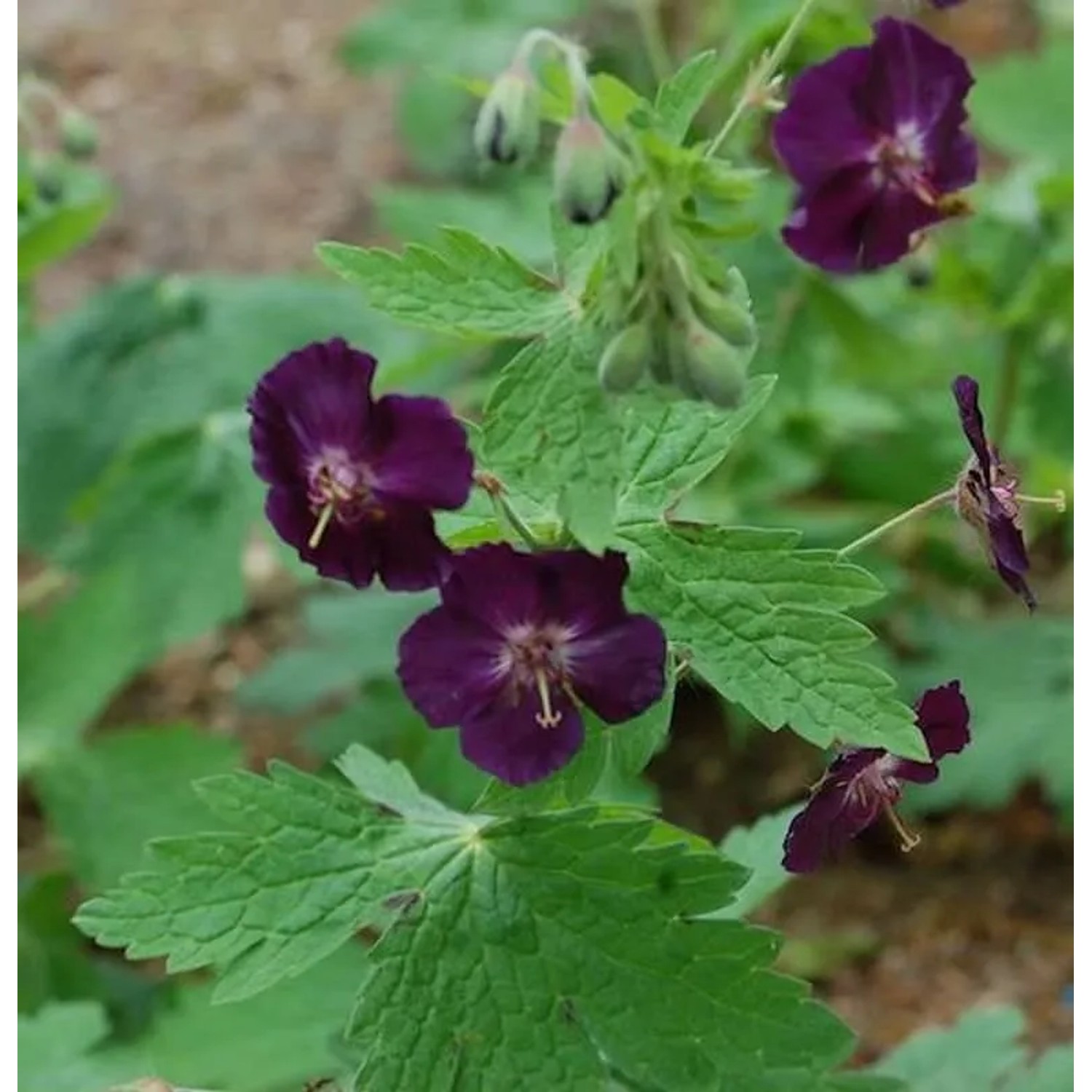 Storchenschnabel Raven - Geranium phaeum