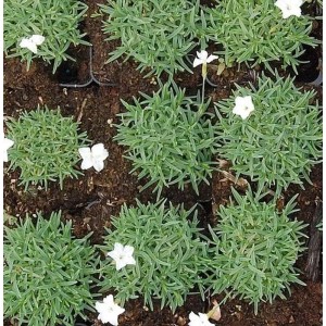 Pfingstnelke 'La Bourboule Albus' (Dianthus gratianopolitanus) im 9x9 cm Topf.