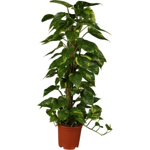 GROW by OBI Efeutute am Moosstab im Topf, eine rankende, grün-gelb panaschierte Zimmerpflanze.