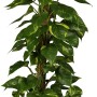 GROW by OBI Efeutute am Moosstab im Topf, eine rankende, grün-gelb panaschierte Zimmerpflanze.