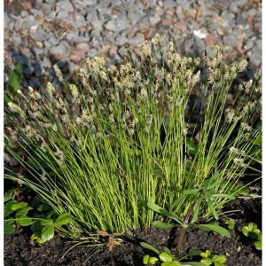 Bergsegge Carex montana, grüne Staude mit filigranen Blüten im Gartenbeet.