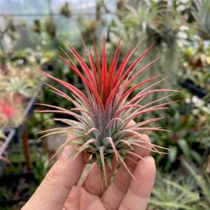 Vdvelde Tillandsia   10 Stück   Luftpflanzen   Inklusive Spray