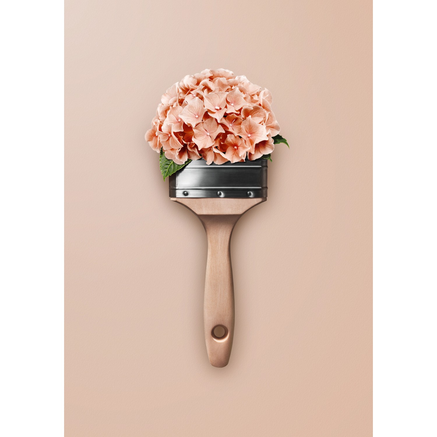 Pinsel mit Hortensienblüten, Schöner Wohnen Trendfarbe. Matte Wandfarbe in Rosa.