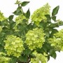 Pflanzen-Boering Hydrangea Paniculata Limelight 170-180 cm Hortensien Stamm Limettengrüne Blüten Bis Zum Winter_2