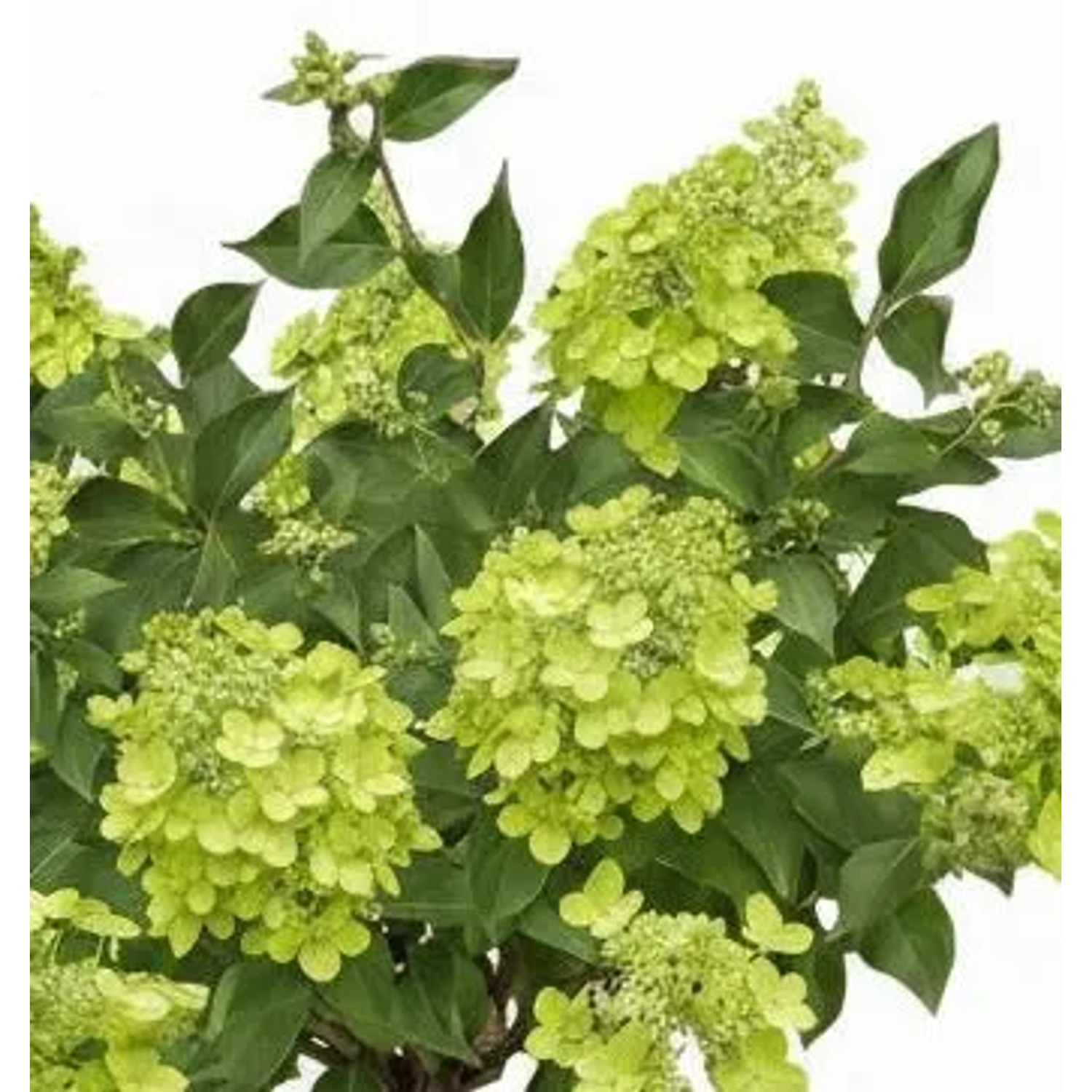 Pflanzen-Boering Hydrangea Paniculata Limelight 170-180 cm Hortensien Stamm Limettengrüne Blüten Bis Zum Winter_2