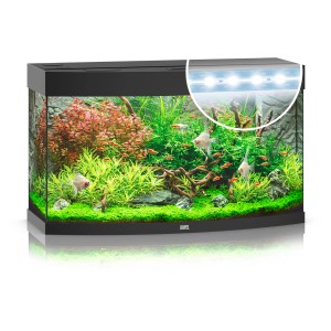 Schwarzes Juwel Vision 180 LED Aquarium-Komplettset mit gebogener Frontscheibe, bepflanzt und mit Fischen.