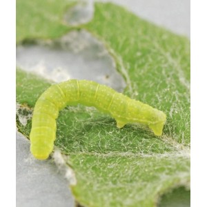 Nahaufnahme einer grünen Raupe auf einem Blatt. Schädlingsbekämpfung.
