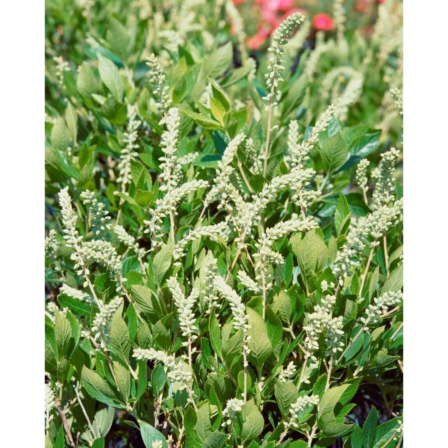 Clethra Alnifolia Hummingbird Scheineller Weiß 40–60 cm günstig online kaufen