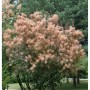 Perückenstrauch 'Rubrufolius' (Cotinus coggygria), 80-100cm, mit auffälligen, perückenartigen Blütenständen.