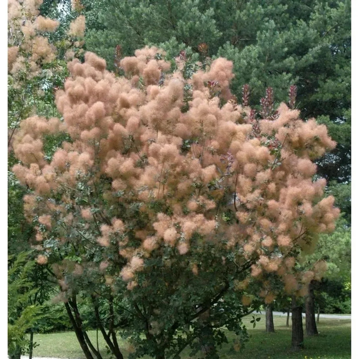 Perückenstrauch Rubrufolius 80-100cm - Cotinus coggygria