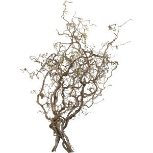 Korkenzieherhasel Contorta Zweige, ca. 75 cm hoch, für Deko-Zwecke.