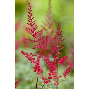 Astilbe Japonica Montgomery Prachtspiere mit tiefroten Blüten im Topf.